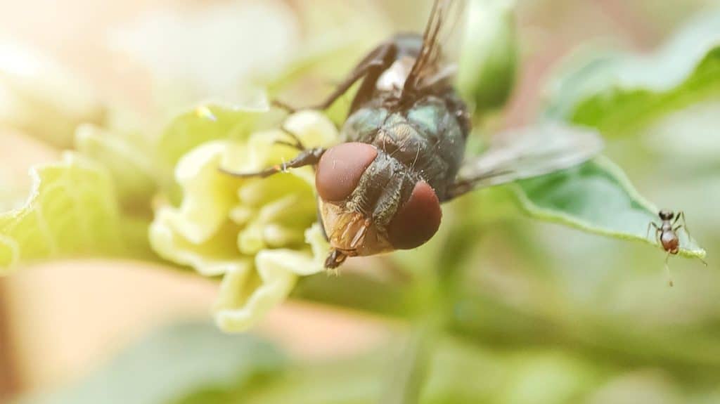 Chrysomya megacephala, more commonly known as the oriental latrine fly or oriental blue fly. Cochliomyia hominivorax, the New World screwworm fly