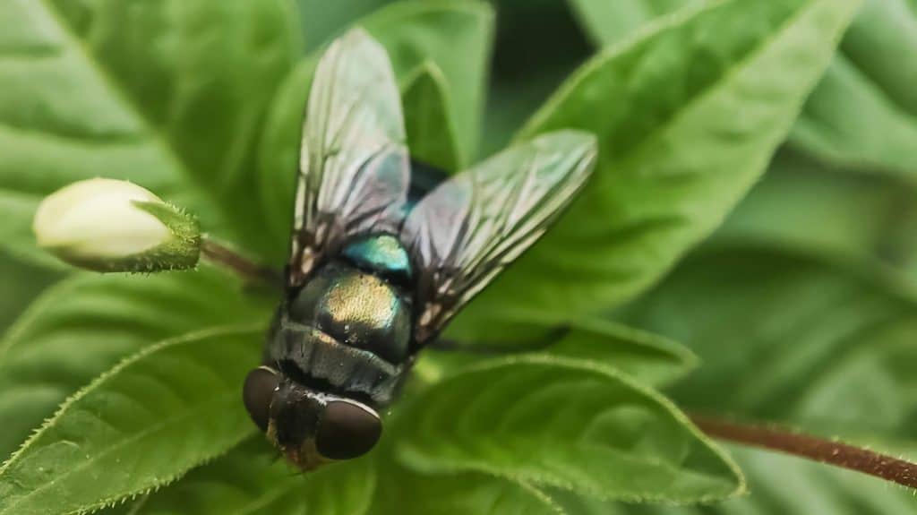 Chrysomya megacephala, more commonly known as the&nbsp;oriental latrine fly&nbsp;or&nbsp;oriental blue fly. Cochliomyia hominivorax, the&nbsp;New World screwworm fly