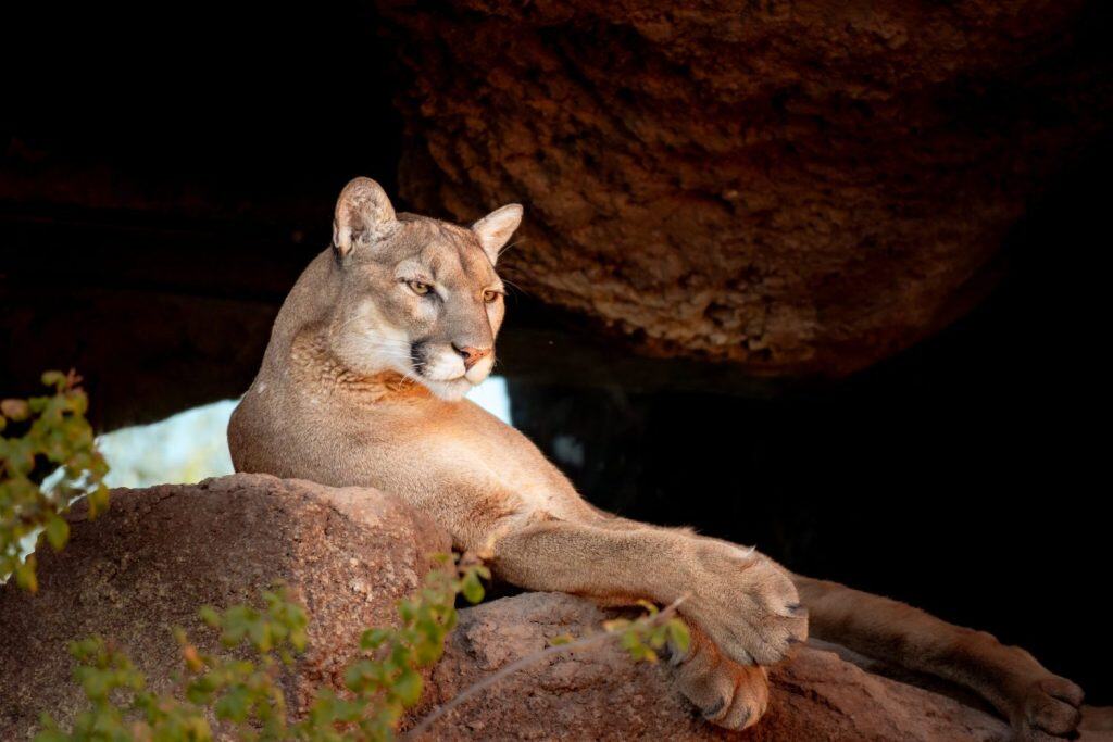 Mountain Lion resting in Sonora Desert, Arizona