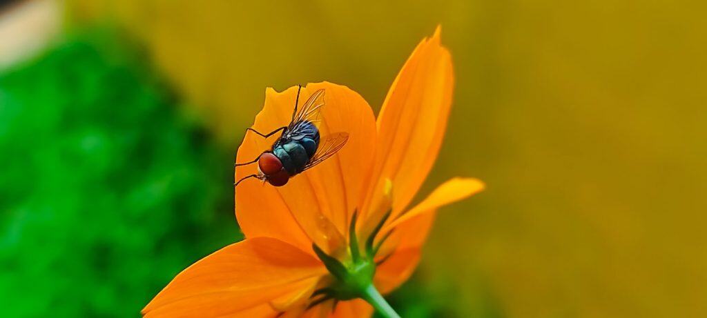 fly on leaf, Chrysomya megacephala, known as the oriental latrine fly or oriental blue fly. Cochliomyia hominivorax, the New World screwworm fly hanging on Kenikir sulfur (Cosmos sulphureus)