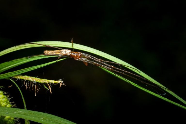 A Stretch Spider in its resting position, with its long body and extra long legs stretched out in line. Raleigh, North Carolina.