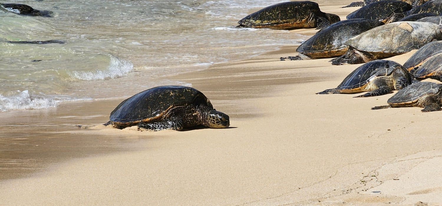 Sea turtles migrating to the beaches of Hawaii from the ocean