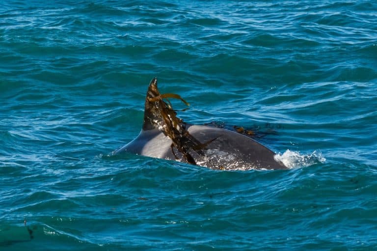 Orca kelping,playing with seaweed , Peninsula Valdes, World Heritage Site, Patagonia, Argentina.