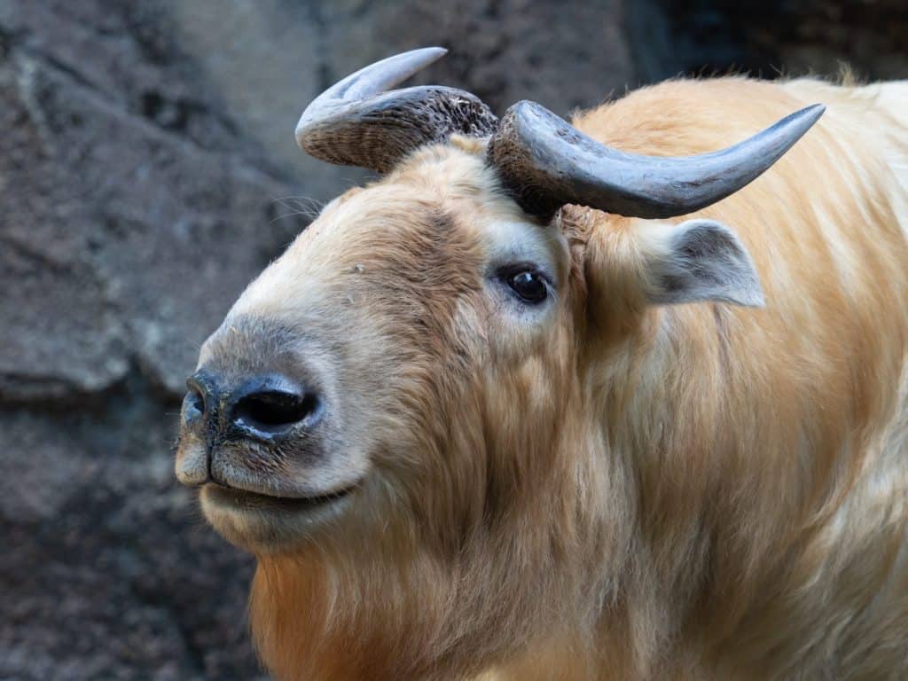 The golden takin (Budorcas taxicolor bedfordi) , endangered goat-antelope portait.