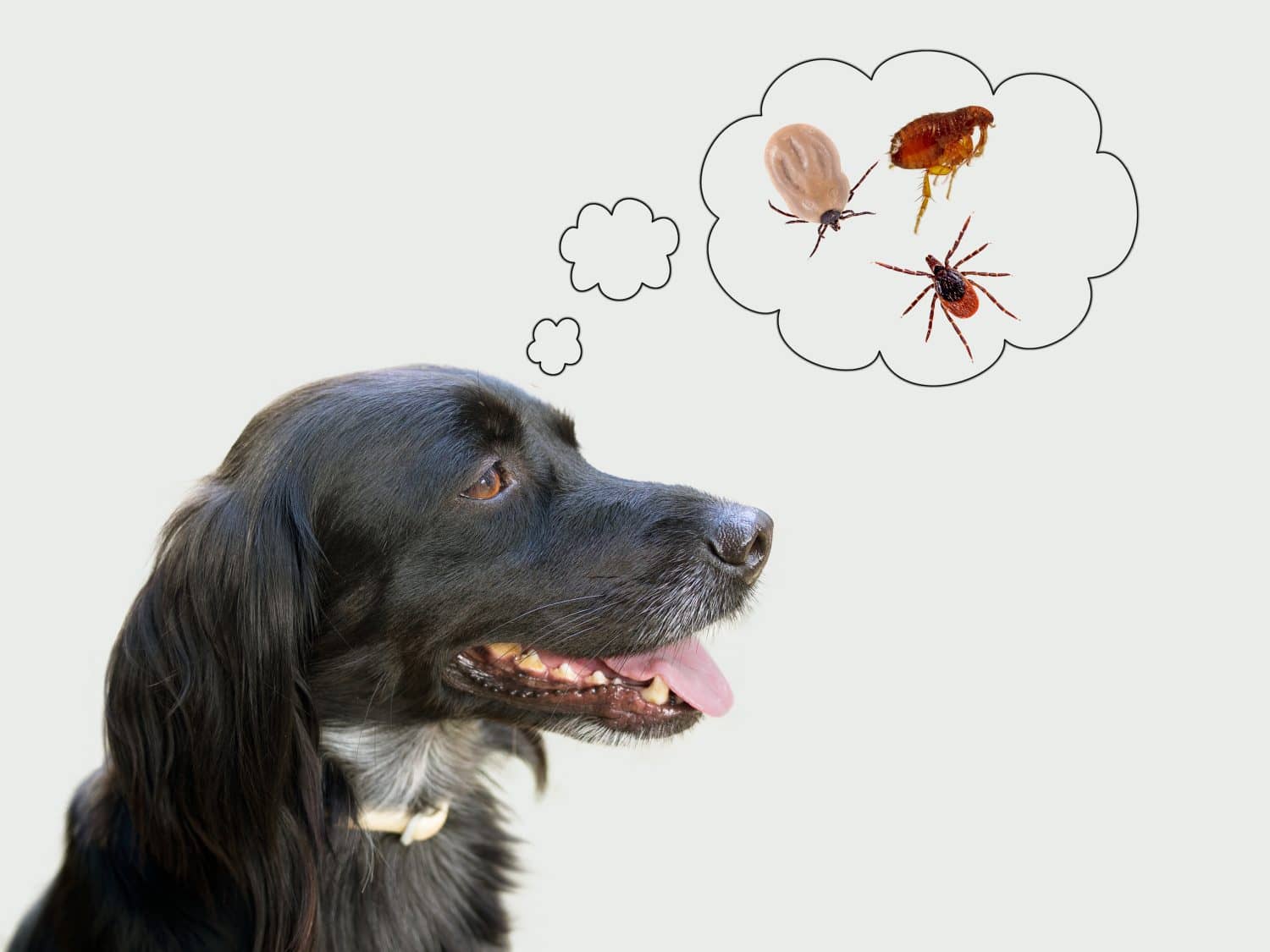 Dog considering disease risk from ticks, fleas. NB my dog!