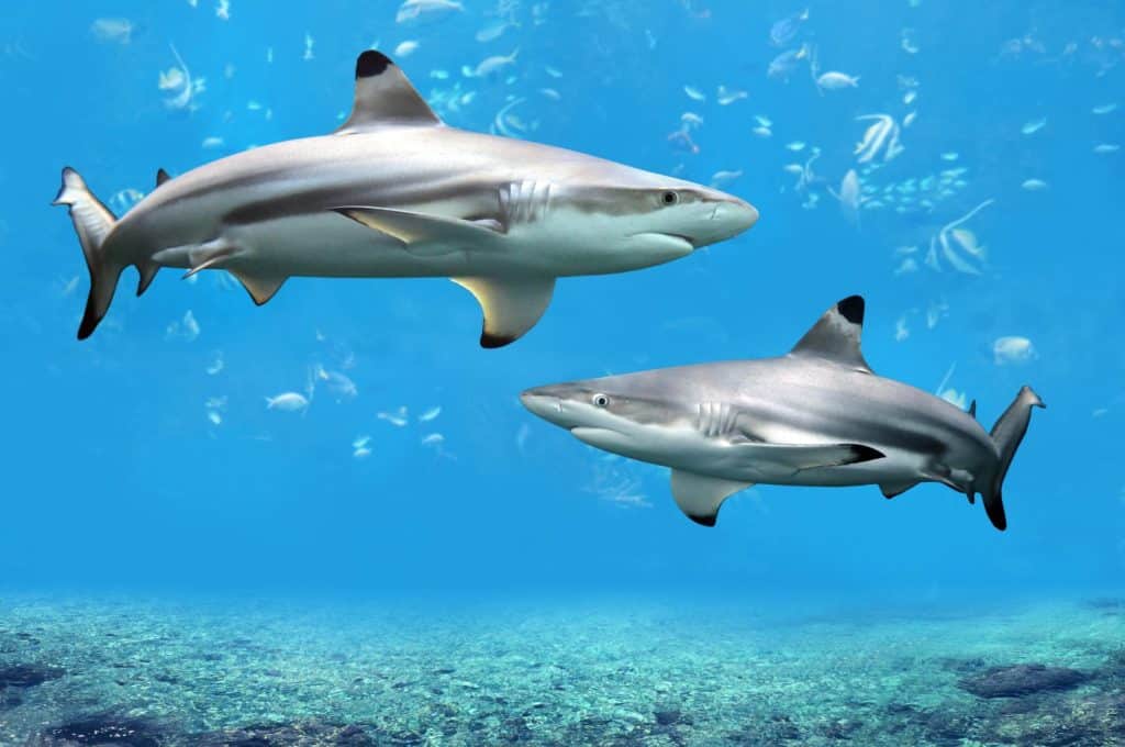 Blacktip Reef sharks swimming in tropical waters over coral reef