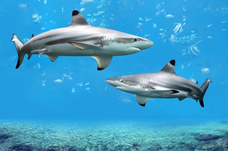 Blacktip Reef sharks swimming in tropical waters over coral reef