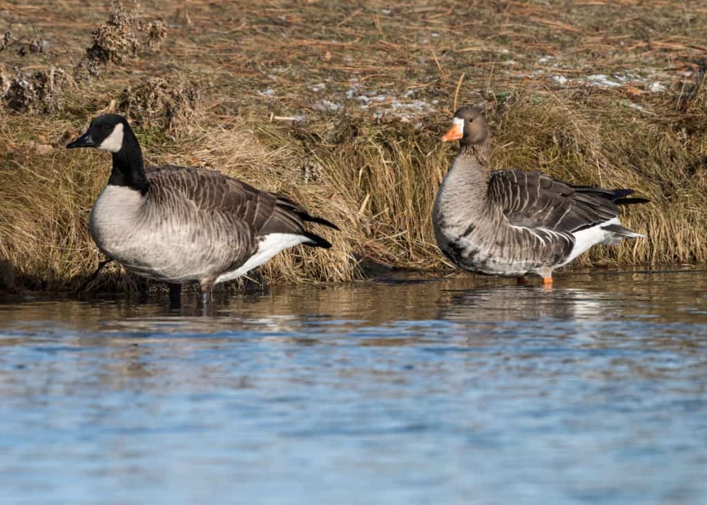 Greater White-Fronted Goose and Canada Goose Resting