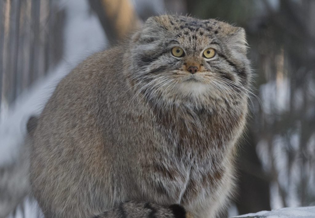 Pallas`s cat - Felis manul