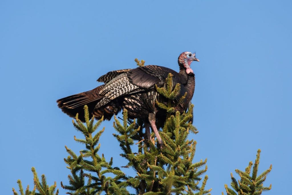 A Wild Turkey is perched atop a tall fir tree.