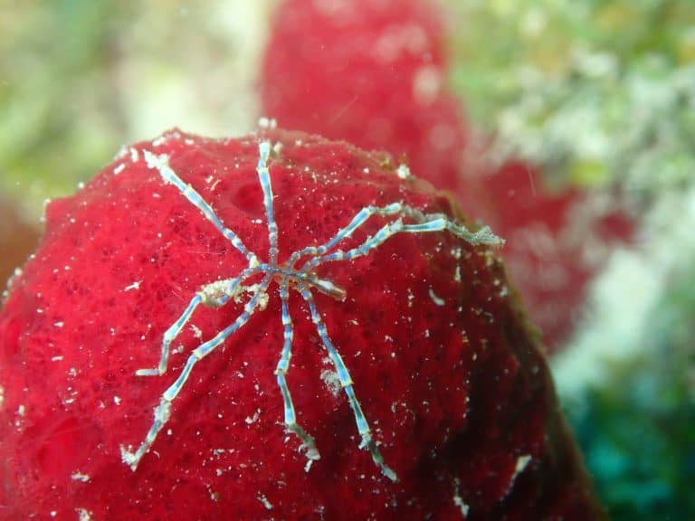 Sea Spider on a Red Sea Sponge Key West Florida