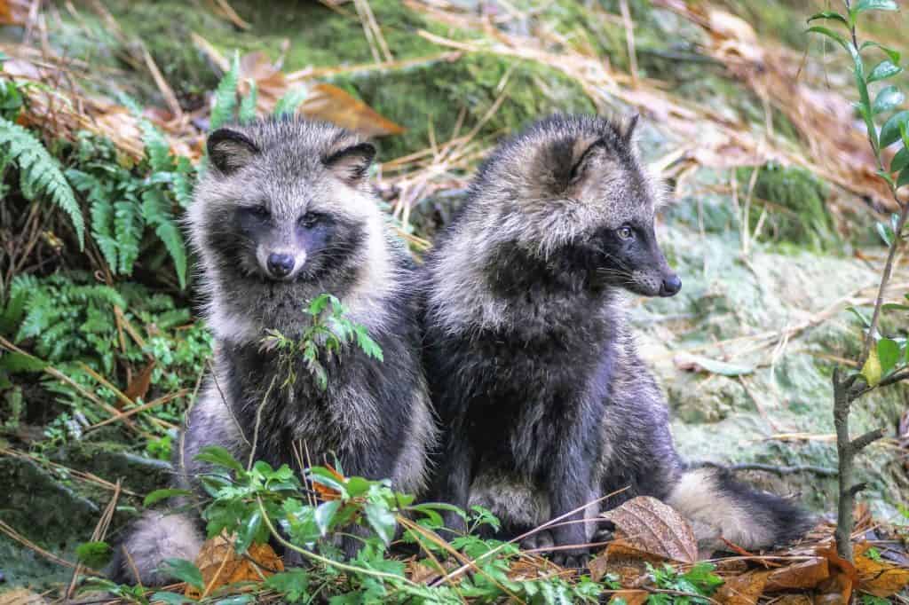 Raccoon dog in the forest
