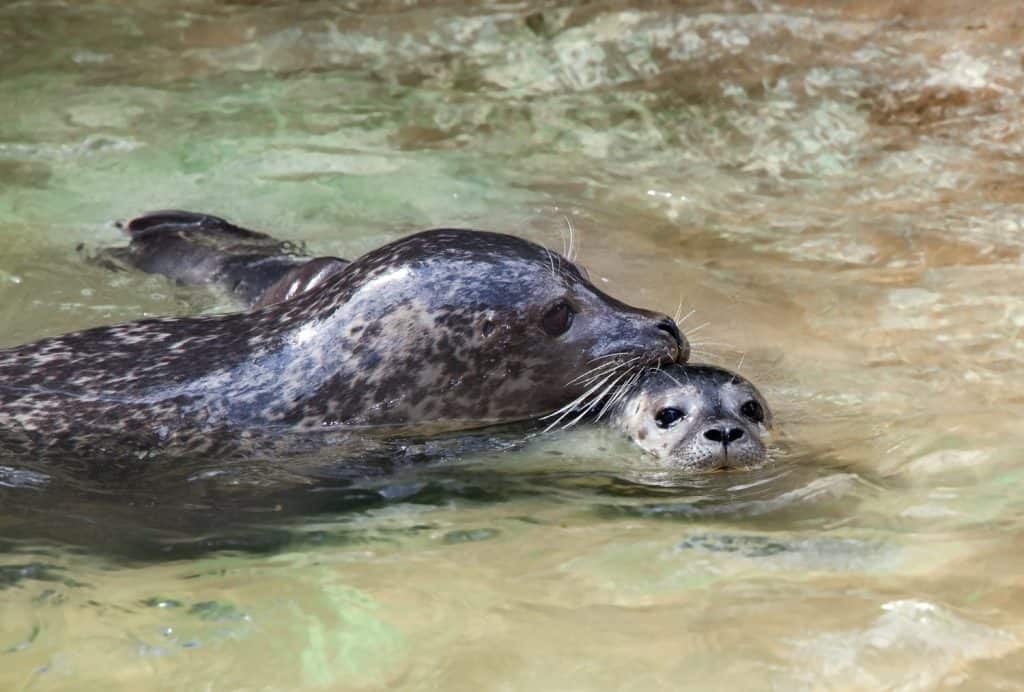 Closeup of a mother and baby seal swimming