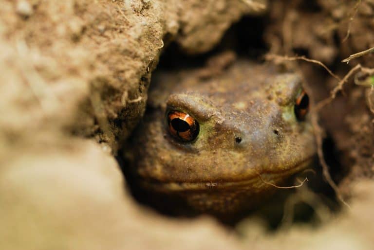 Toad in hole