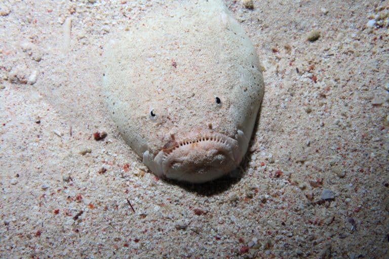 Dollfuss stargazer fish (Uranoscopus dollfusi) on sandy bottom of the red sea