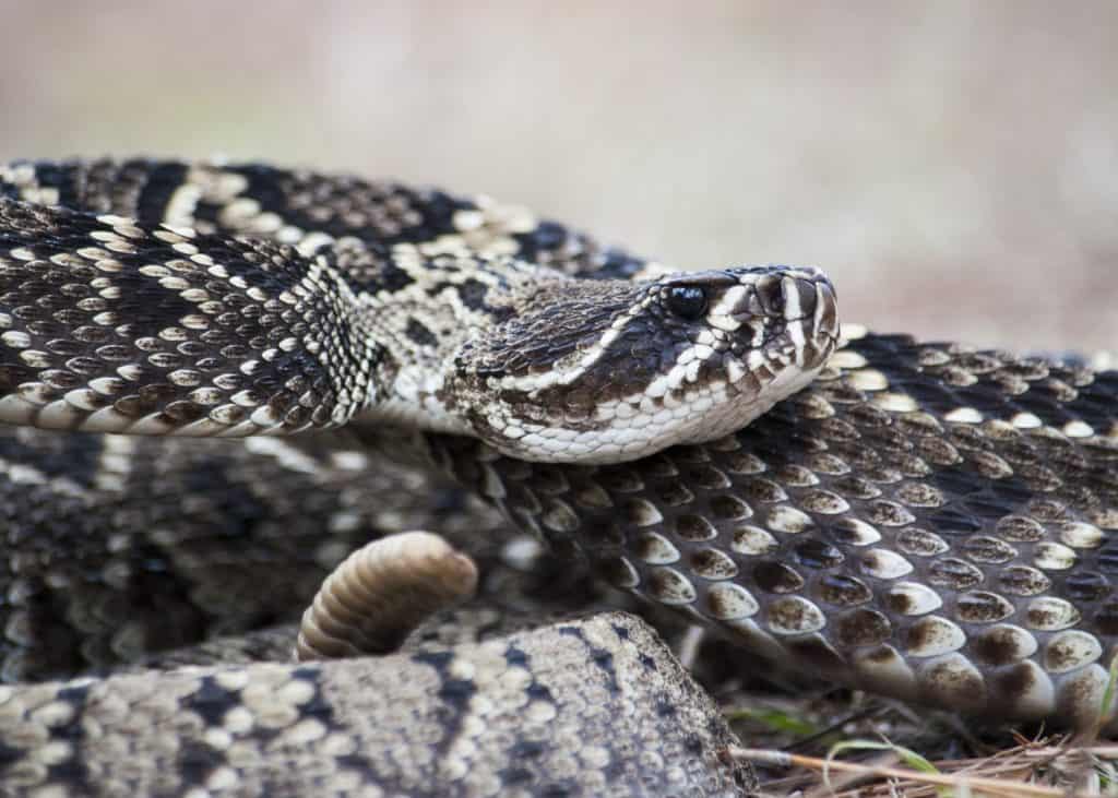 Eastern Diamondback Rattlesnake Up-Close