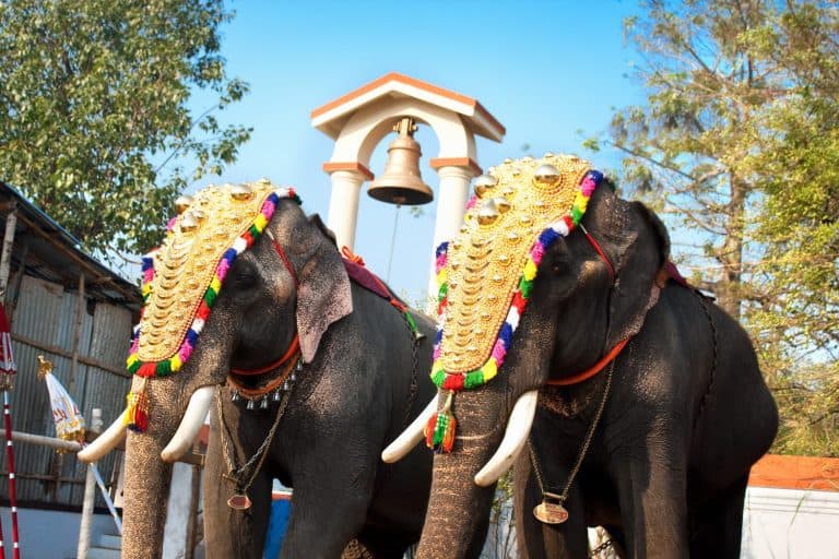 Decorated elephants for parade at the annual festival in Siva Temple, Cochin, India