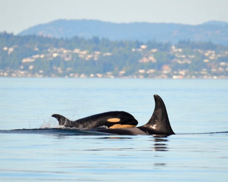 J17 Princess Angeline, a member of J-Pod in the endangered population of Southern Resident Killer Whales, swims through Haro Strait with her calf J53 Kiki in tow.