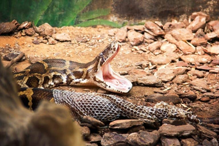 Snake shedding skin