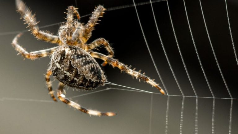 Spider building a web