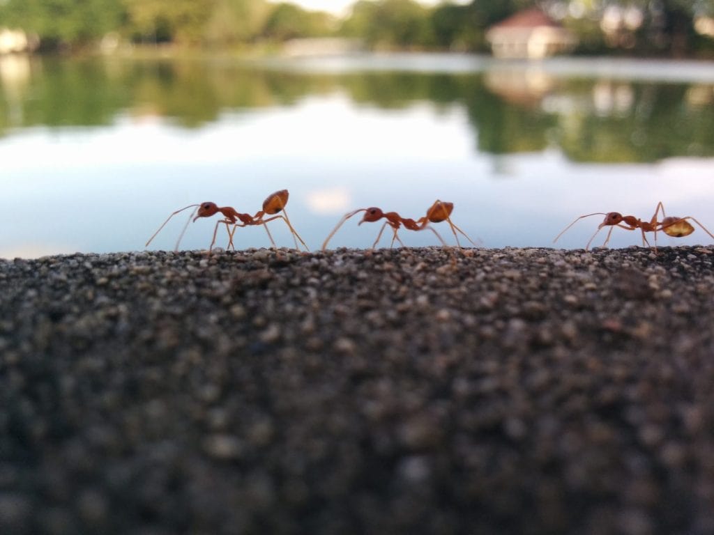 ant colony walking on gravel river background