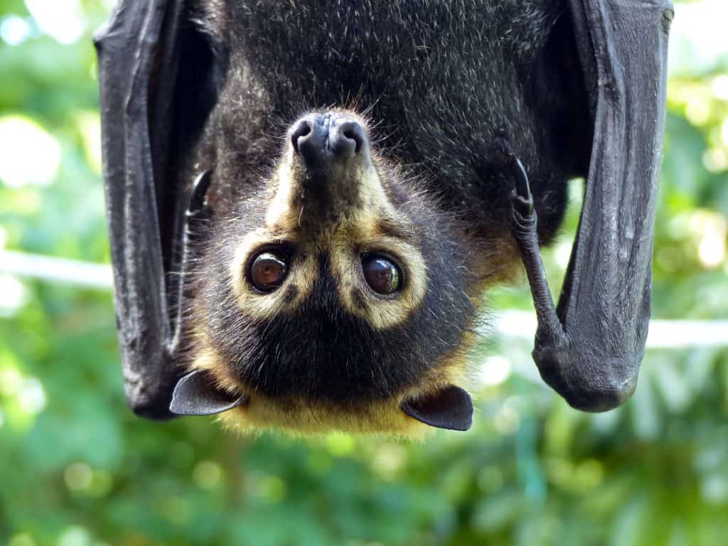Spectacled Flying-fox (Pteropus conspicilatus) photograped at Port Douglas, Far North Queensland, Australia.