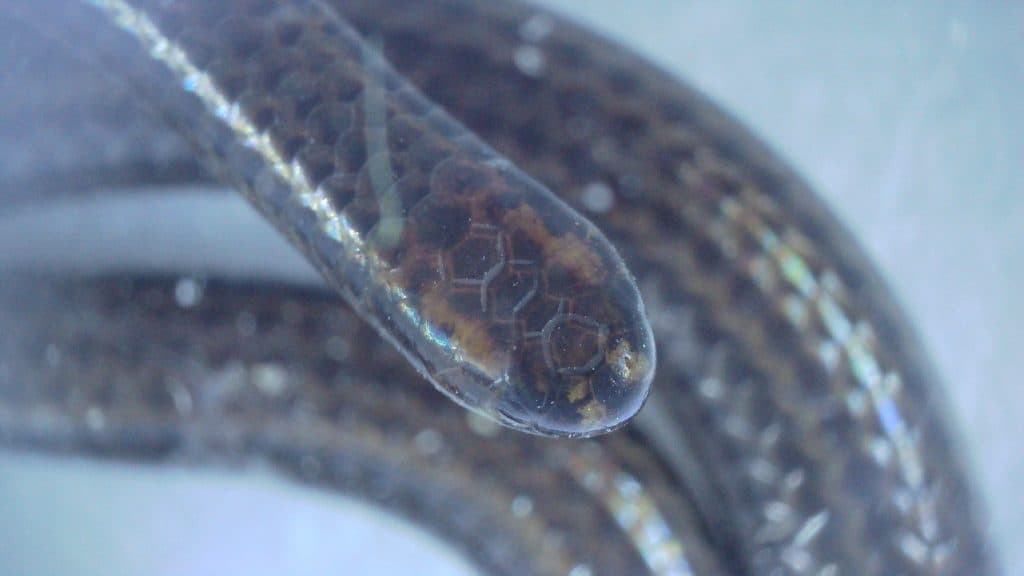 Barbados threadsnake