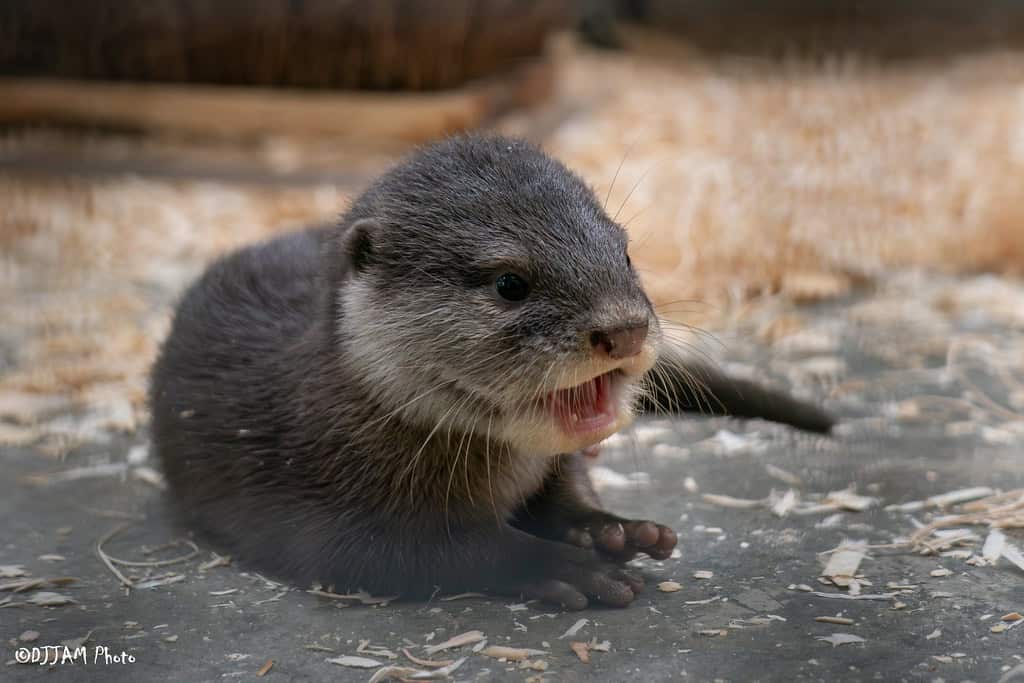 otter pup
