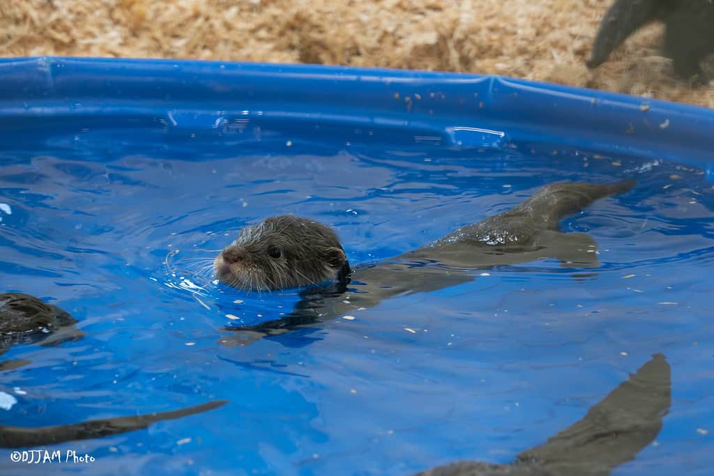 otter pup swimming