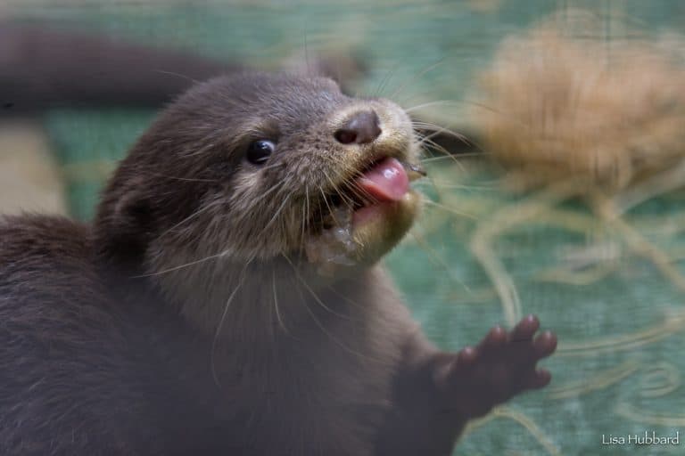 otter pup at Cincinnati Zoo