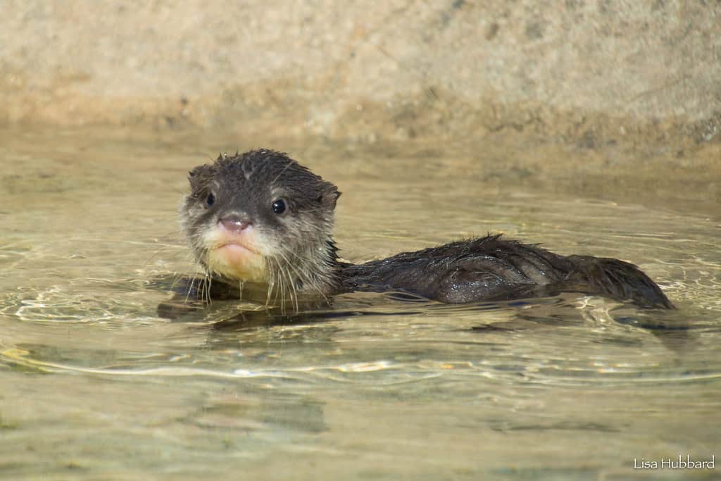 otter pup swimming