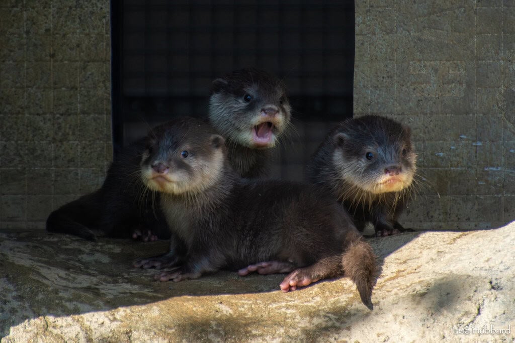 otter pups