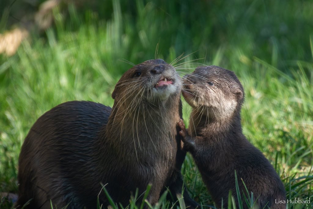 otter pups