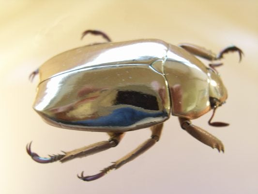 Atlas Beetle Insect Facts - Chalcosoma atlas - A-Z Animals