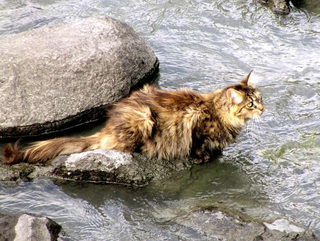 Swimming Cat