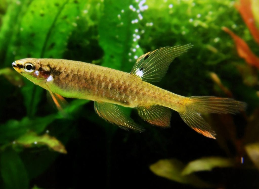 Copella arnoldi splash tetra