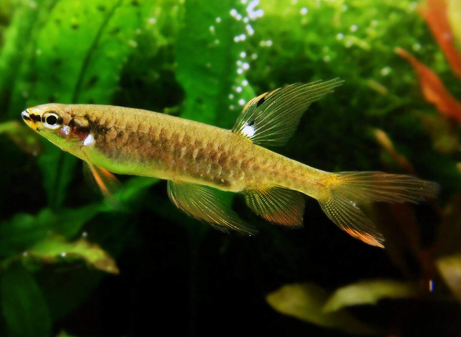 The Incredible Leaping Fish That Lay Eggs Out of Water - A-Z Animals