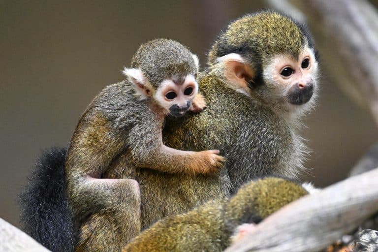 Squirrel monkey Gizmo and new baby, 2025, Brookfield Zoo Chicago