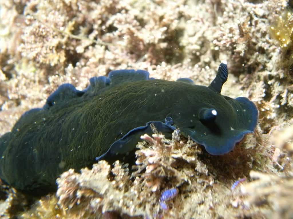 Dendrodoris nigra