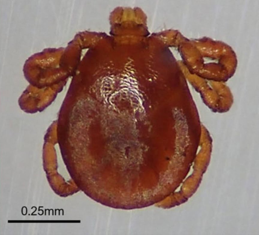 The magnified dorsal view of winter tick (Dermacentor albipictus) larva in Yukon