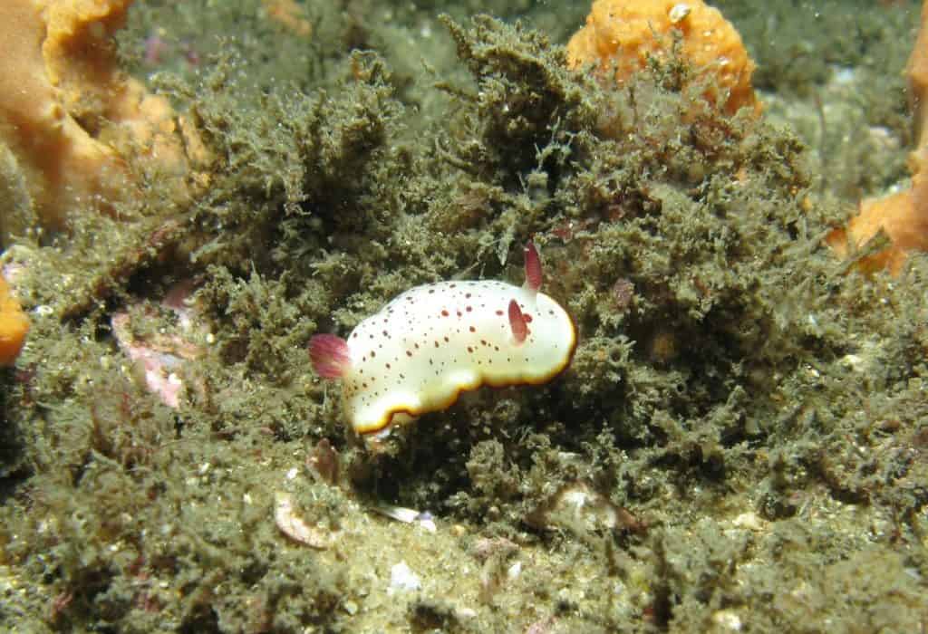 Goniobranchus daphne sea slug