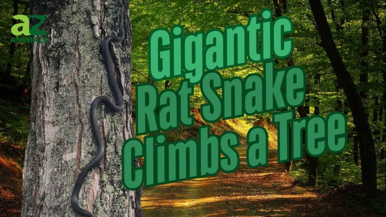 Gigantic Rat Snake Climbs a Tree