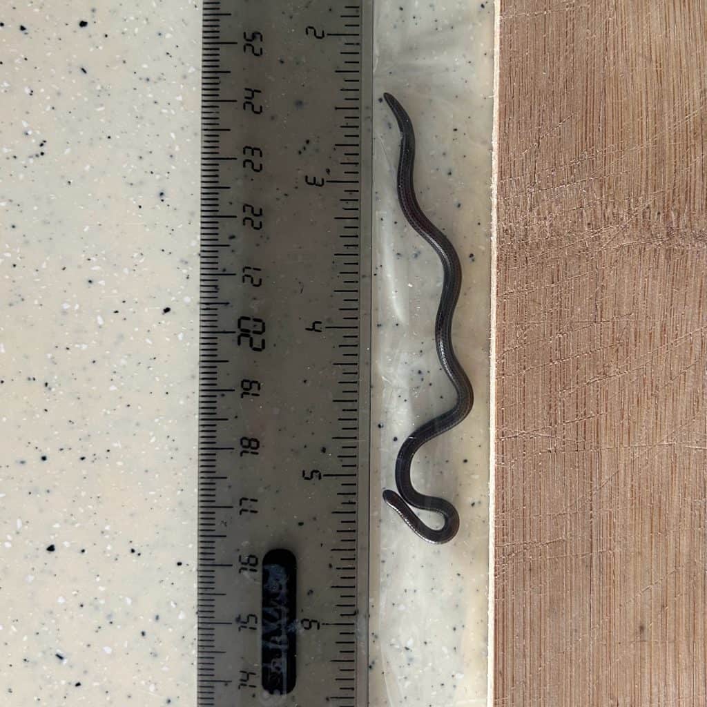 Barbados threadsnake