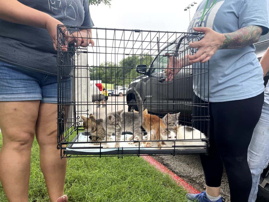 Animals being moved from shelters in Central Texas to make room for displaced animals.