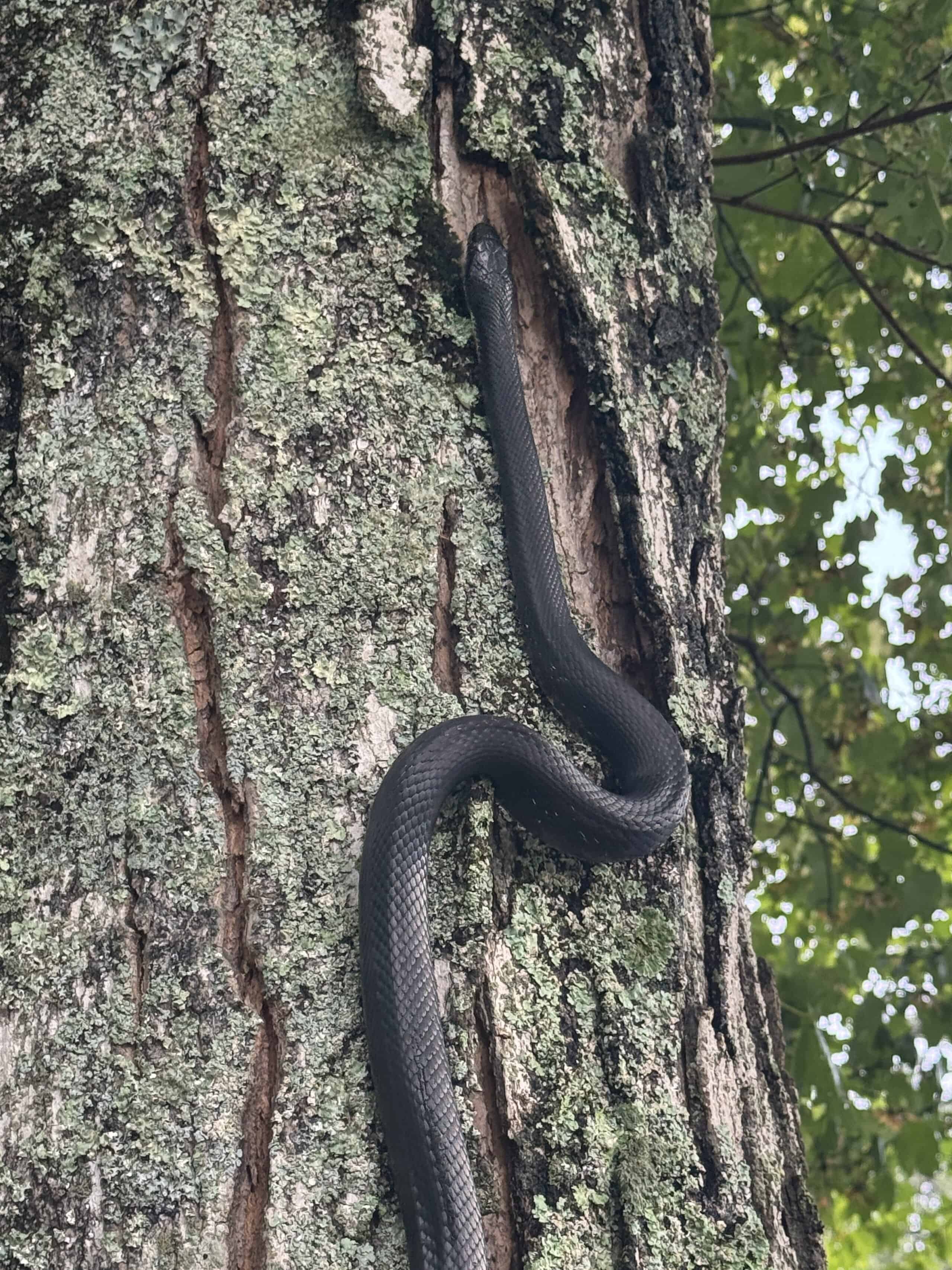 Zoom in on Central Rat Snake