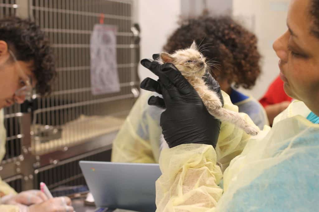 One of the 73 cats rescued from San Angelo after the flooding in Central Texas.