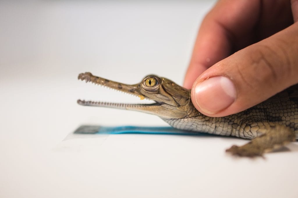 gharial crocodile hatchling
