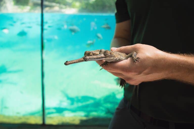 gharial crocodile at Fort Worth Zoo