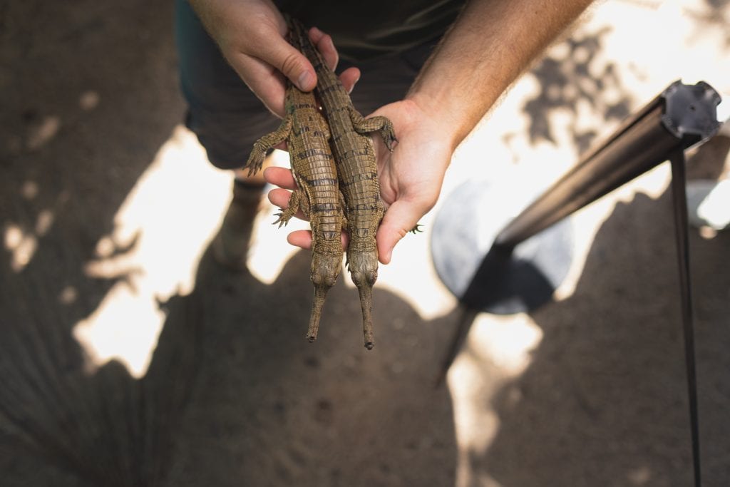 Fort Worth Zoo keeper holding gharial crocodile