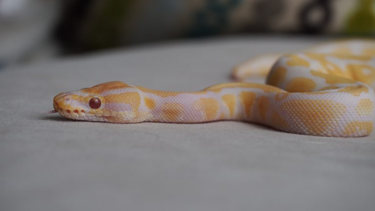 The 18 Most Expensive Pets You Can Buy If Money Is No Concern - A-Z Animals